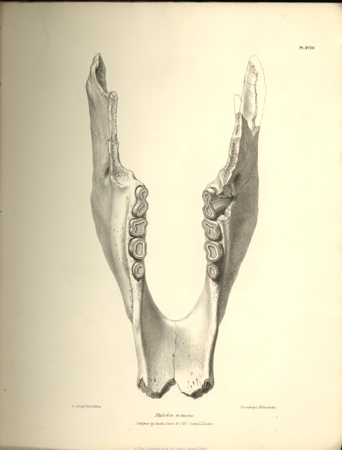 Илустрација на вилица од мрзливец (Mylodon darwinii). Кога бил во Бразил, Дарвин открил фосил на мрзливец - кој изумрел пред околу 10 000 години.