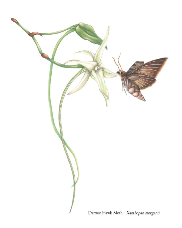 Илустрација на Дарвиновата самрачница (Xanthopan morganii praedicta) која се храни од мадагаскарската ѕвездена орхидеја (Angraecum sesquipedale).