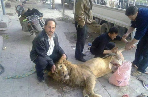Откако јадеа мачки и кучиња, жителите на Гоута јадат лав од зоолошка градина поради сериозноста на опсадата.